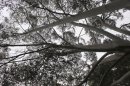 Eucalyptus Pauciflora ?